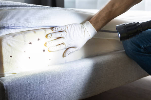 Best Affordable Pest Control Services  in De Soto, MO