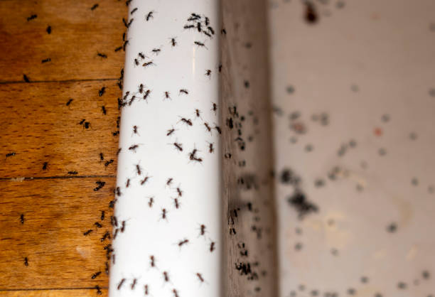 Professional Pest Control in De Soto, MO